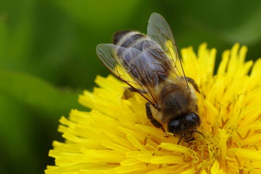 Honey Bees Need Our Help